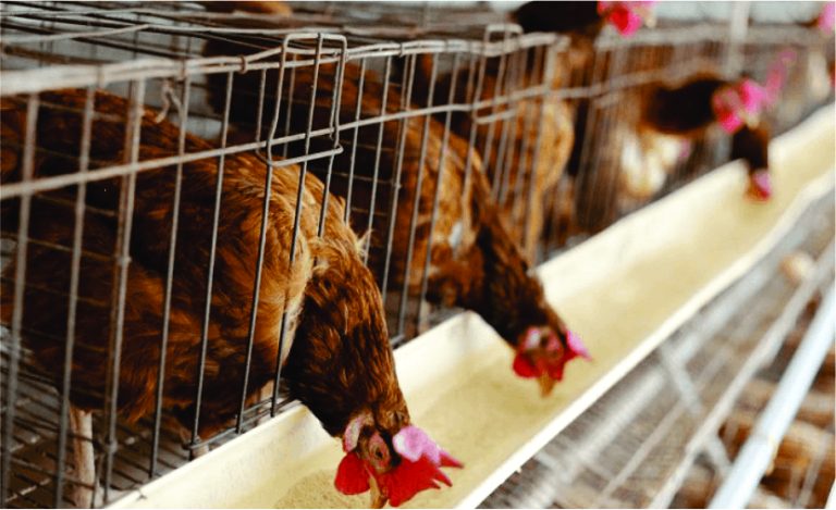 fransoventures poultry