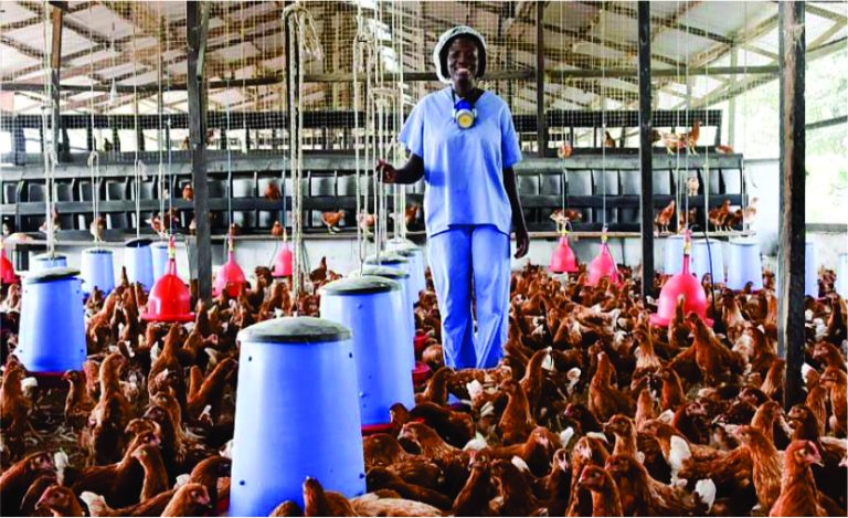 fransoventures2poultry